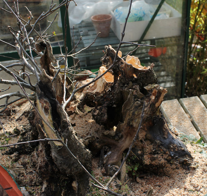 Crab Apple Bonsai Carving and Styling